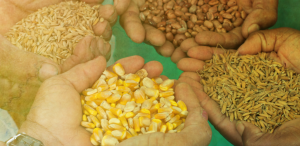 Sementes de Quilombos